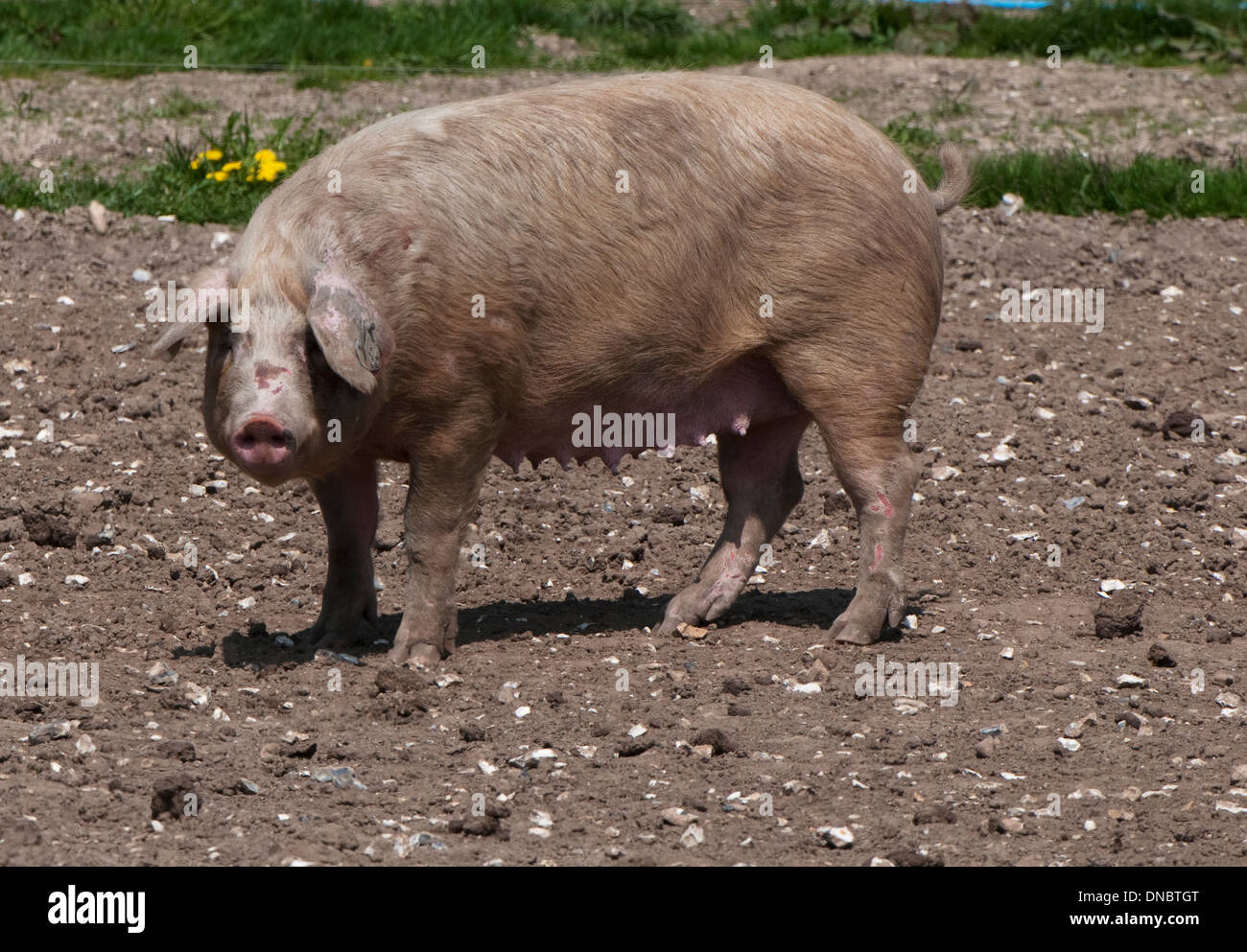 Grande fattoria maiale nel fango di fissare lo sguardo sul campo Foto Stock