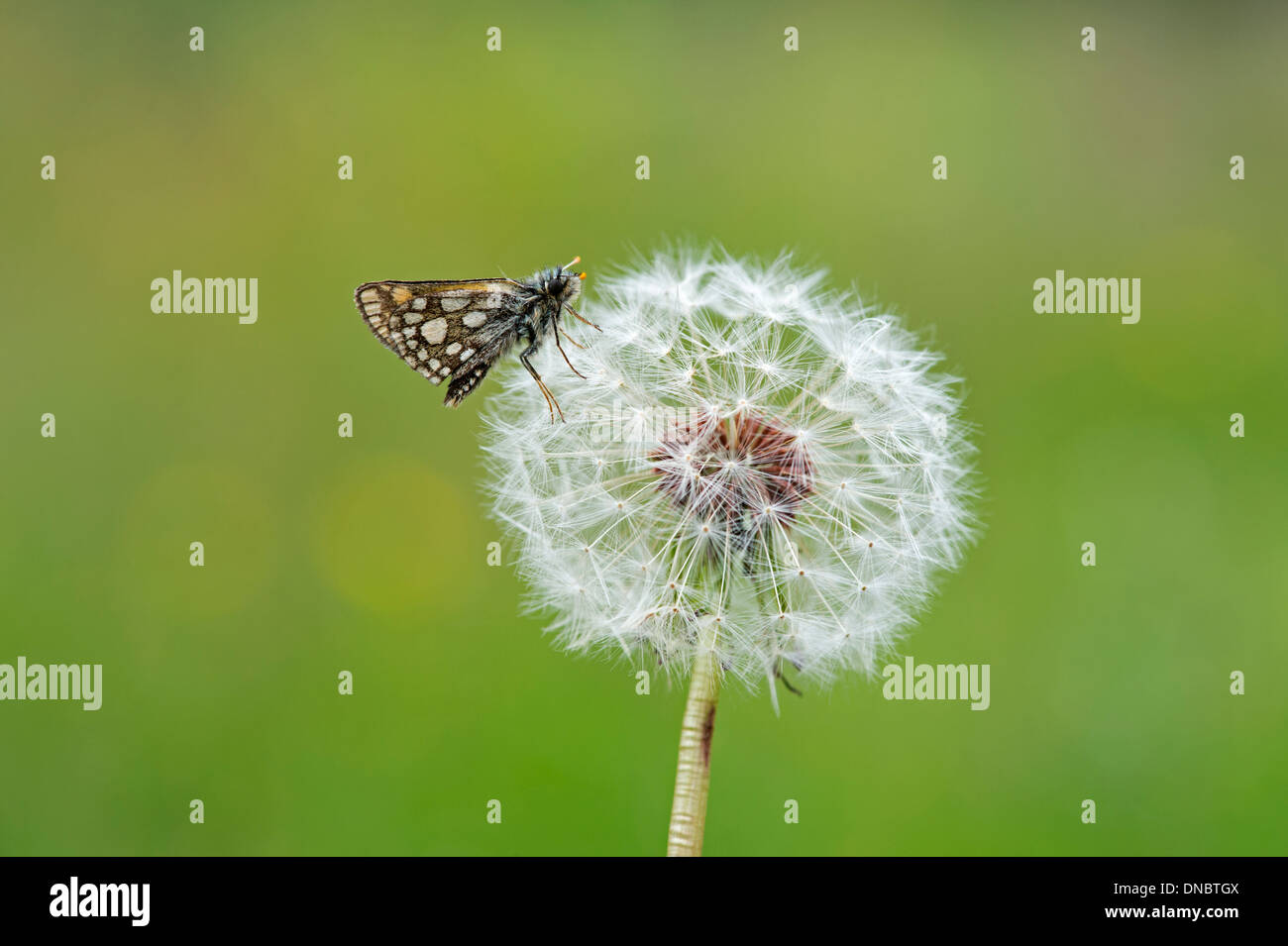 Skipper a scacchi butterfly (Carterocephalus palaemon) su tarassaco orologio - REGNO UNITO Foto Stock