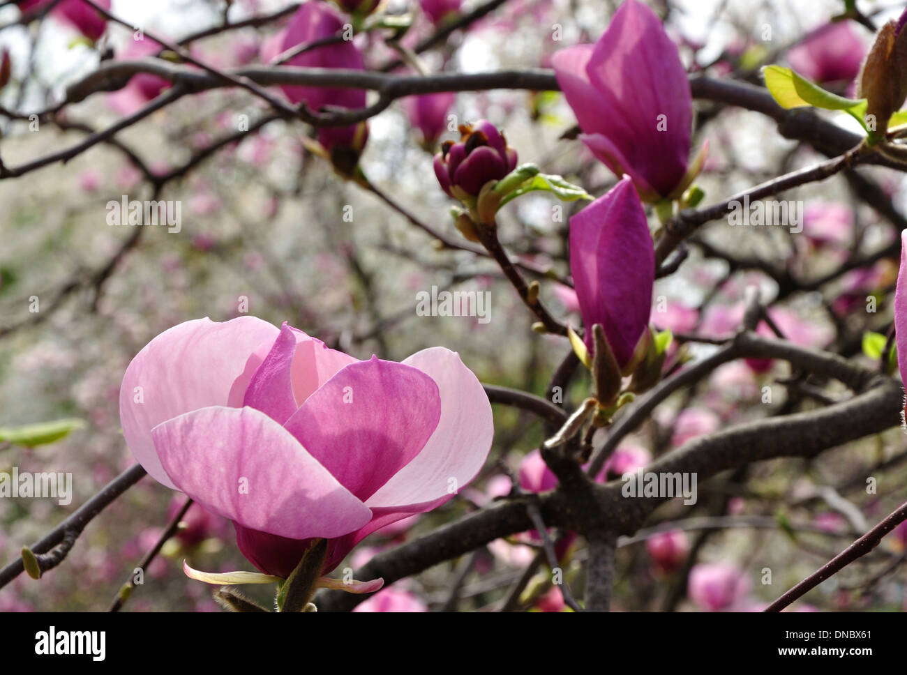 Big Pink Magnolia fiore sul ramo Foto Stock