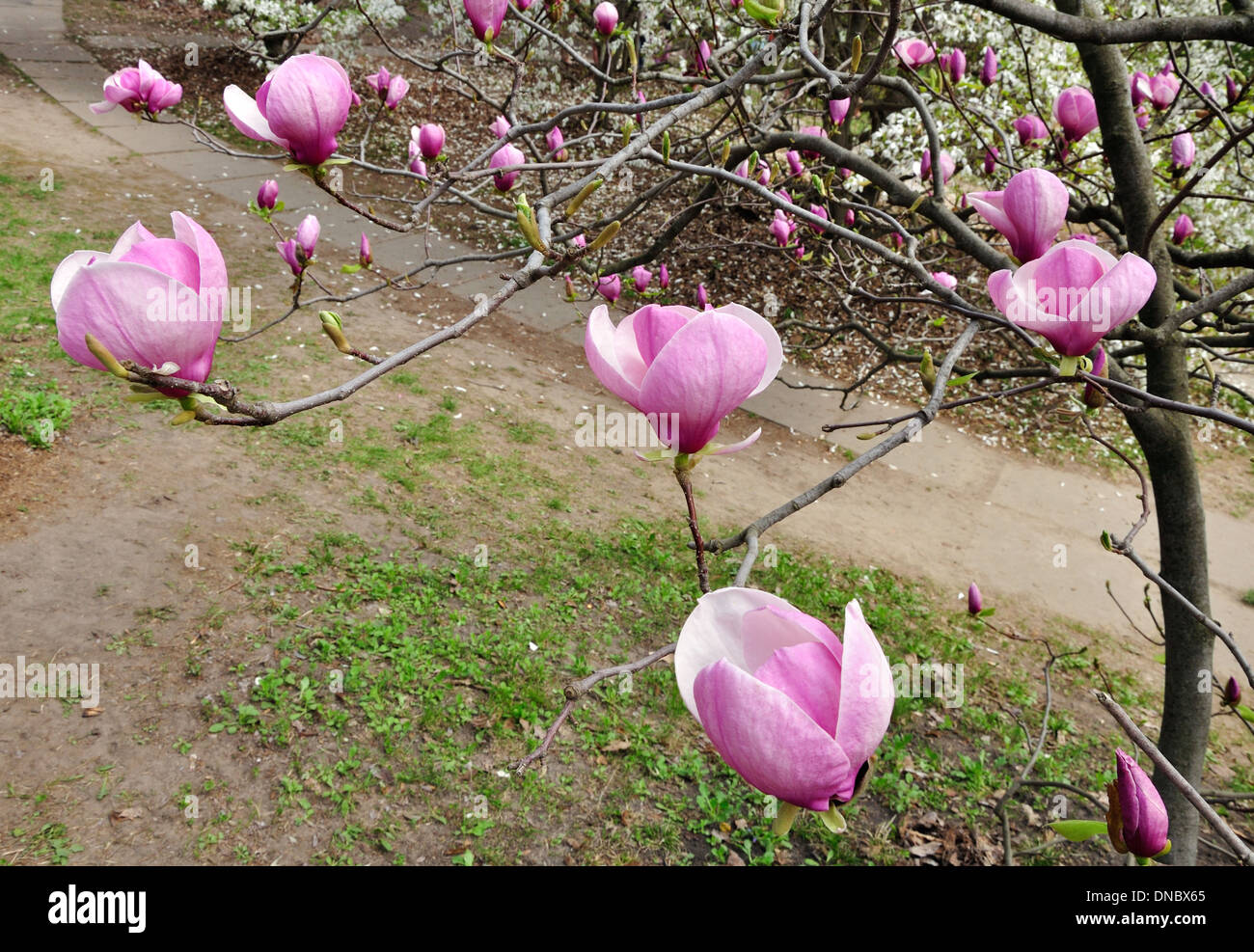 Albero di Magnolia con grandi fiori rosa sui rami Foto Stock