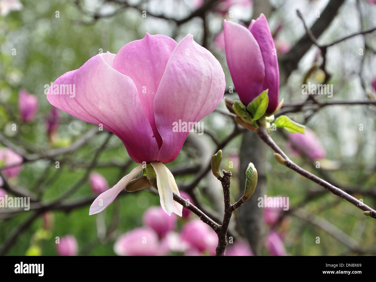 Big Pink Magnolia fiore sul ramo Foto Stock