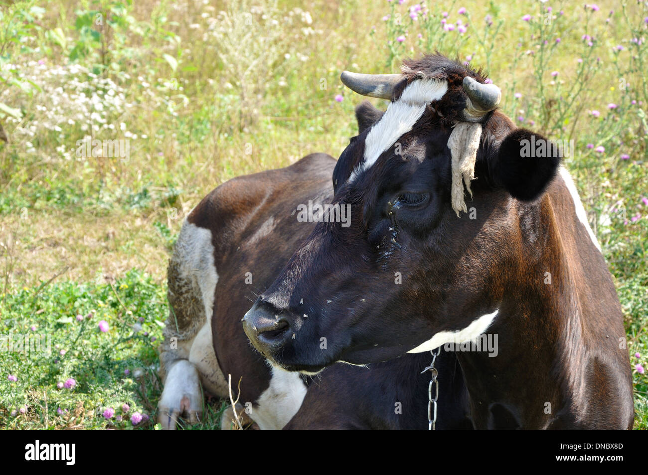 Ritratto di una mucca sul prato con mosche sul muso Foto Stock