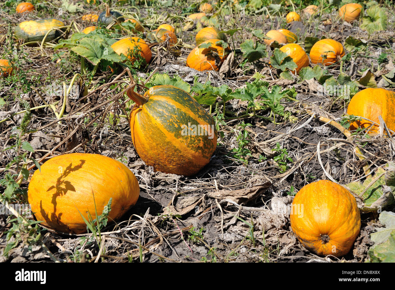 Giallo e verde-giallo Zucche crescono su campo Foto Stock