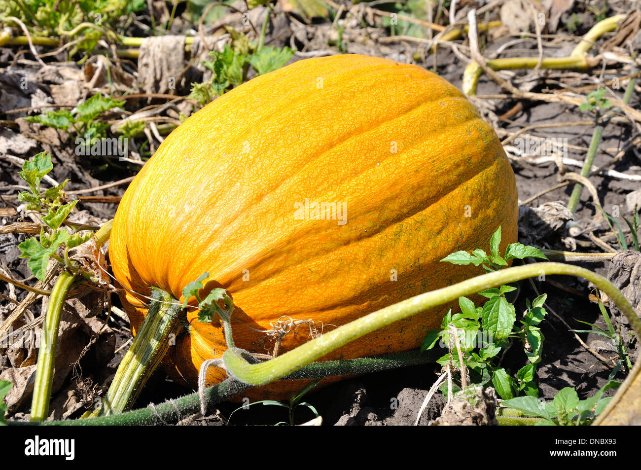 Grande zucca gialla crescente sul campo Foto Stock