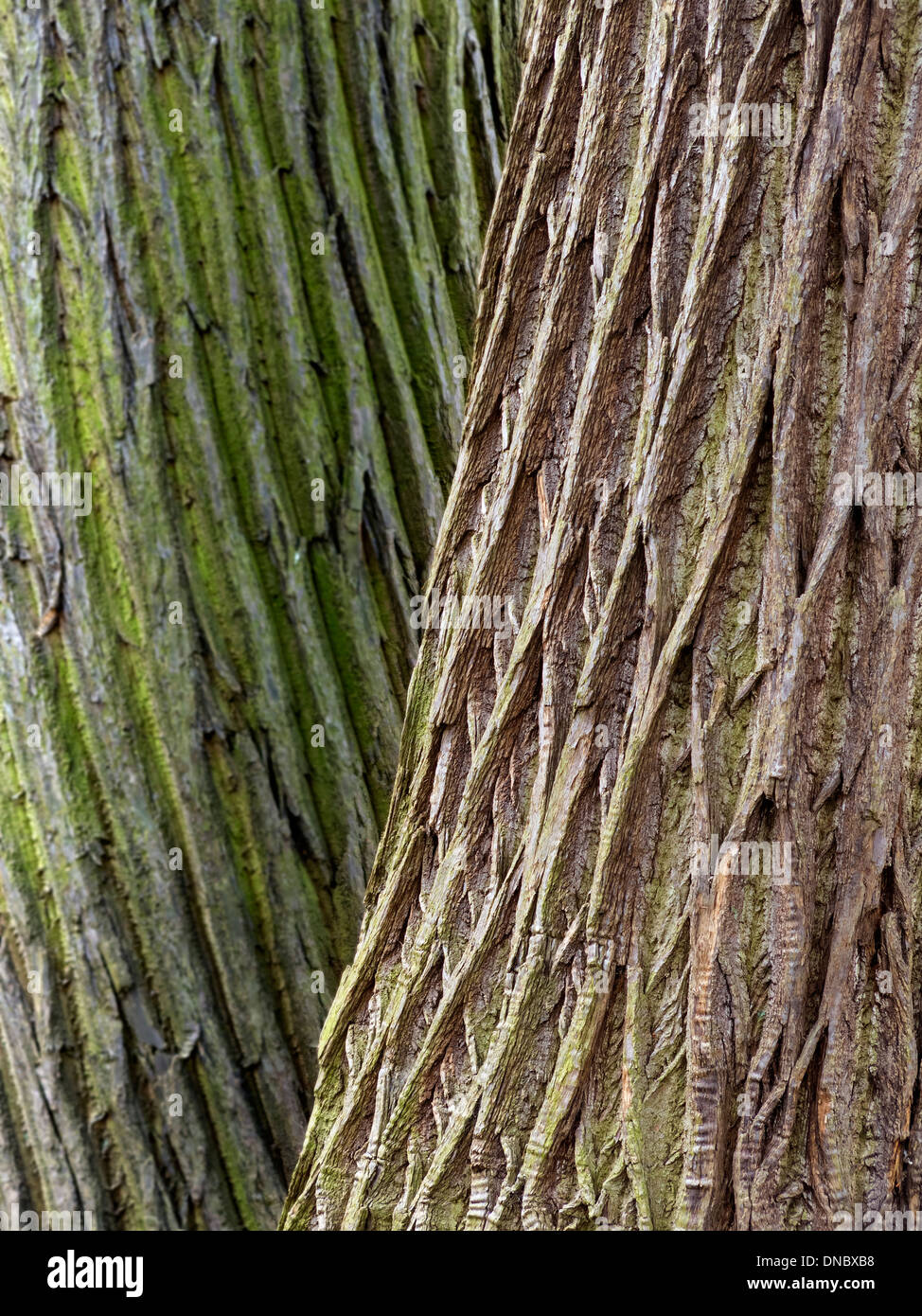 Ritorto contrastanti di corteccia di albero su due adiacenti dolce castagno (Castanea Sativa) tronchi di alberi Foto Stock
