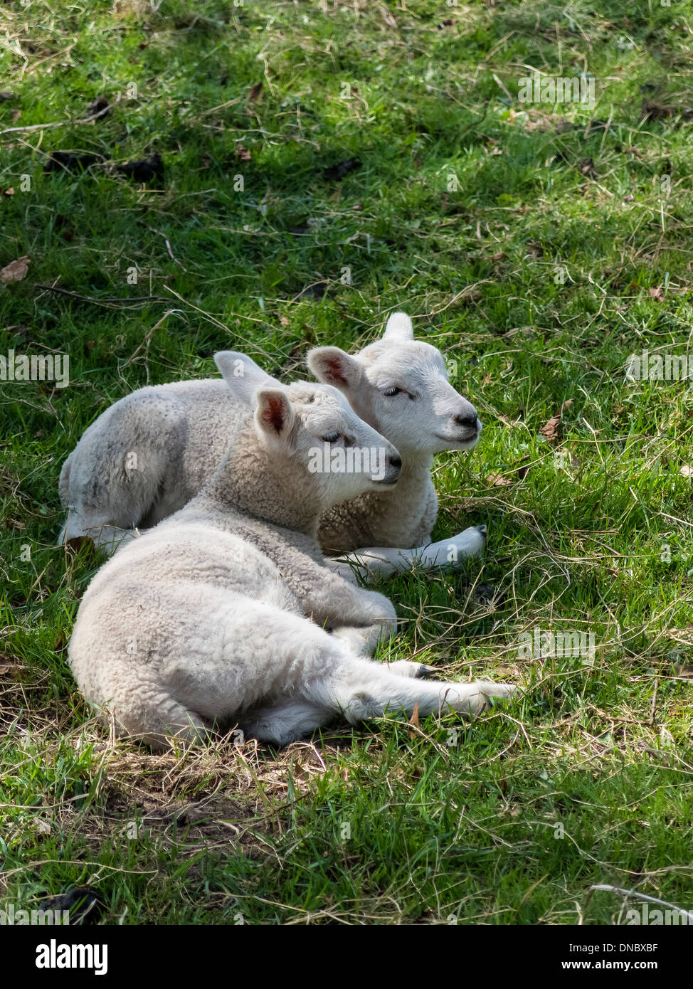 Due sole agnelli sdraiati insieme sull'erba con teste vicino insieme Foto Stock