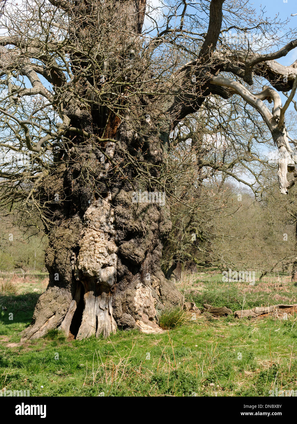 Inglese antico albero di quercia, Ticknall, Derbyshire, England, Regno Unito Foto Stock