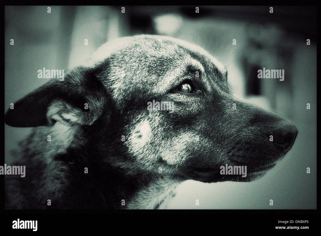 Animale cane stare guardare gli occhi B/W bianco e nero mouse naso orecchie ritratto Foto Stock