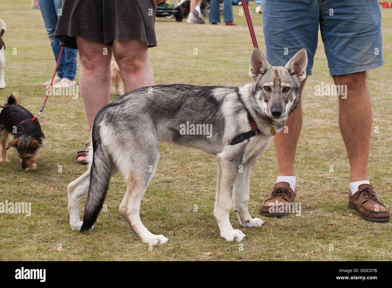 Northern British Inuit Cane Lupo (Canis l. familiaris). Selettivamente Razza allevata con aspetto esterno del lupo ancestrale C. lupus Foto Stock