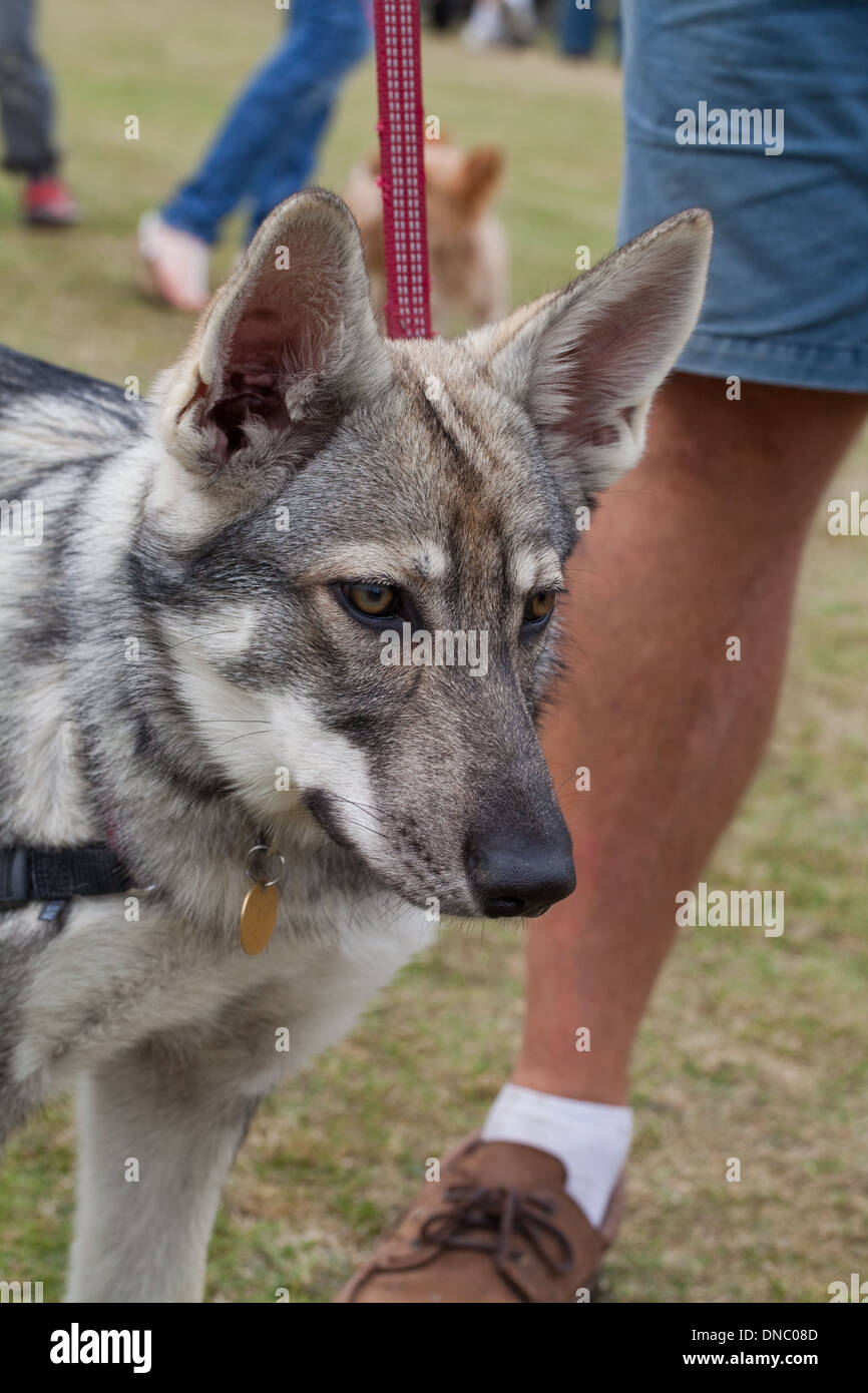 Northern British Inuit Cane Lupo (Canis l. familiaris). Selettivamente Razza allevata con aspetto esterno del lupo ancestrale C. lupus Foto Stock