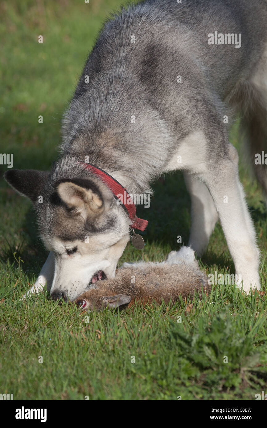 Siberian Husky (Canis lupus familiaris). Con un coniglio selvatico appena catturati e uccisi. Foto Stock