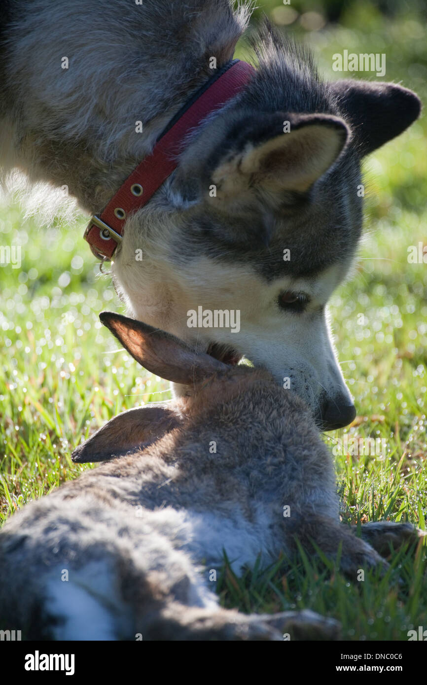 Siberian Husky (Canis lupus familiaris). Con un coniglio appena catturati e uccisi e circa per mangiare. Foto Stock