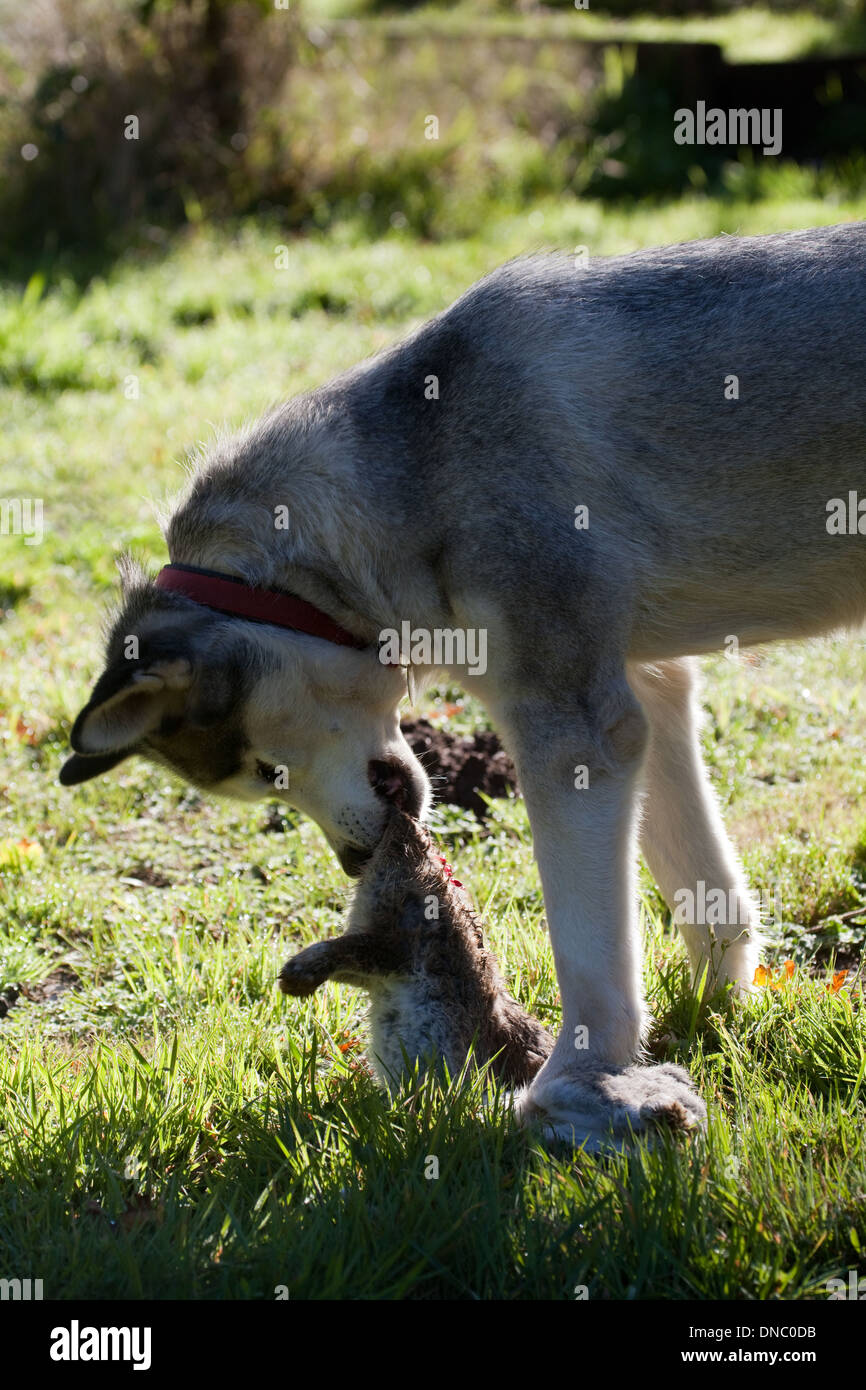 Siberian Husky (Canis lupus familiaris). Con un coniglio appena catturati e uccisi e circa per mangiare. Foto Stock