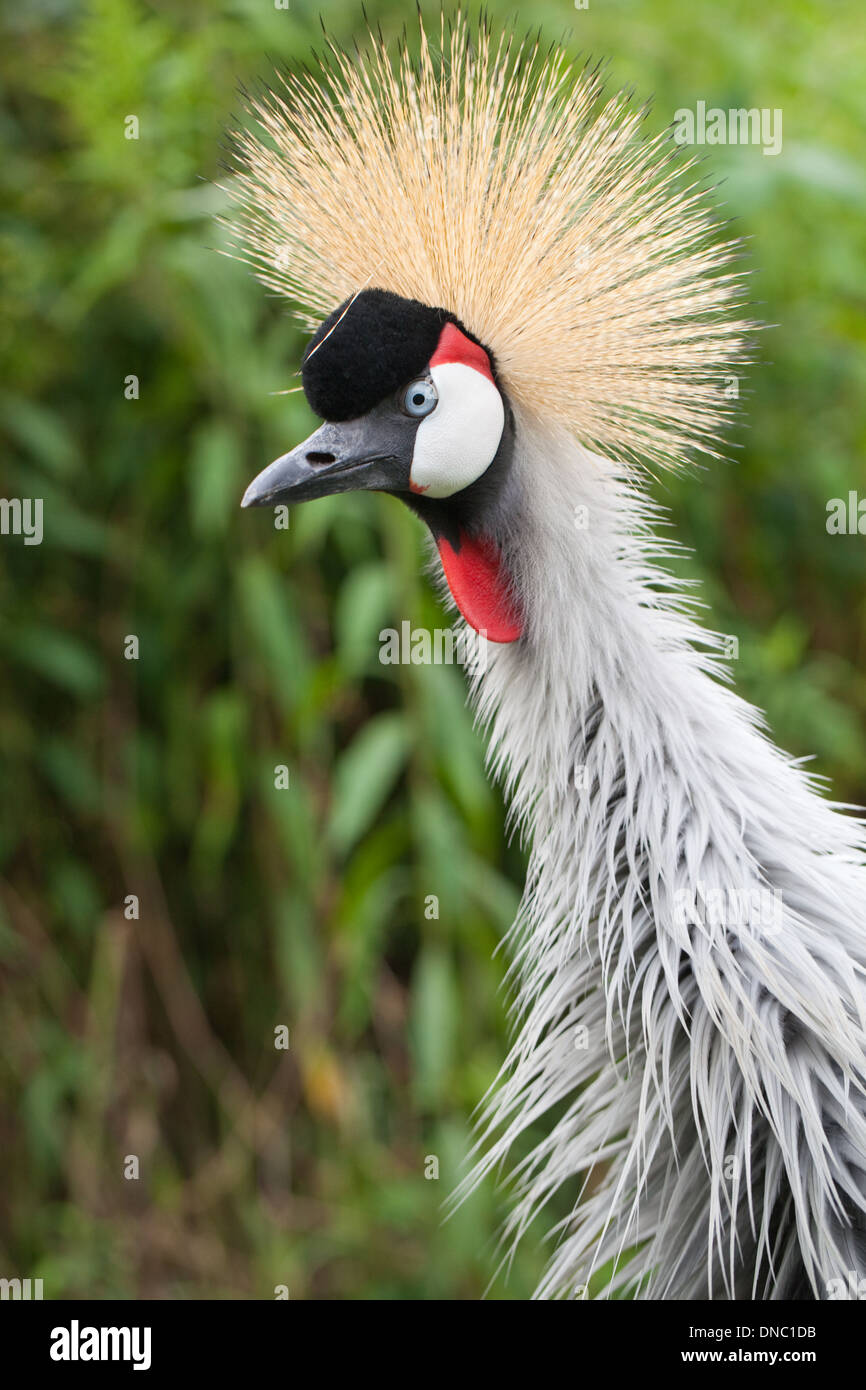 African Grey Crowned Crane (Balearica regulorum gibbericeps). Maschio adulto in piedi. Sollevate, collo piume indicativo dell'umore. Foto Stock