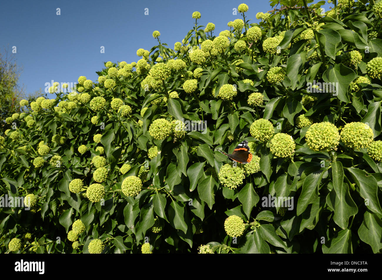 Edera Hedera helix (Araliaceae) Foto Stock