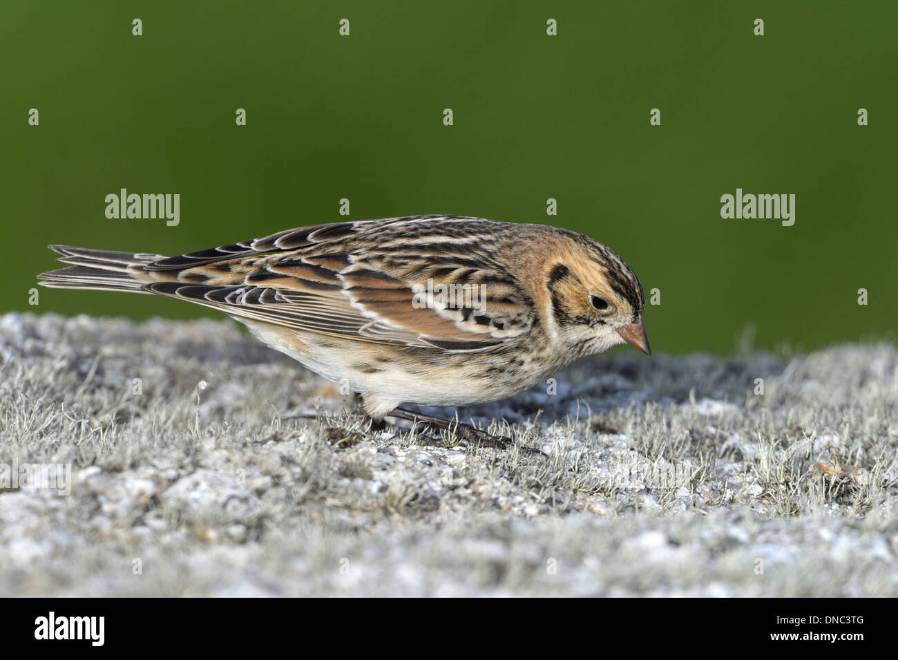 Lapland Bunting Calcarius lapponicus Foto Stock