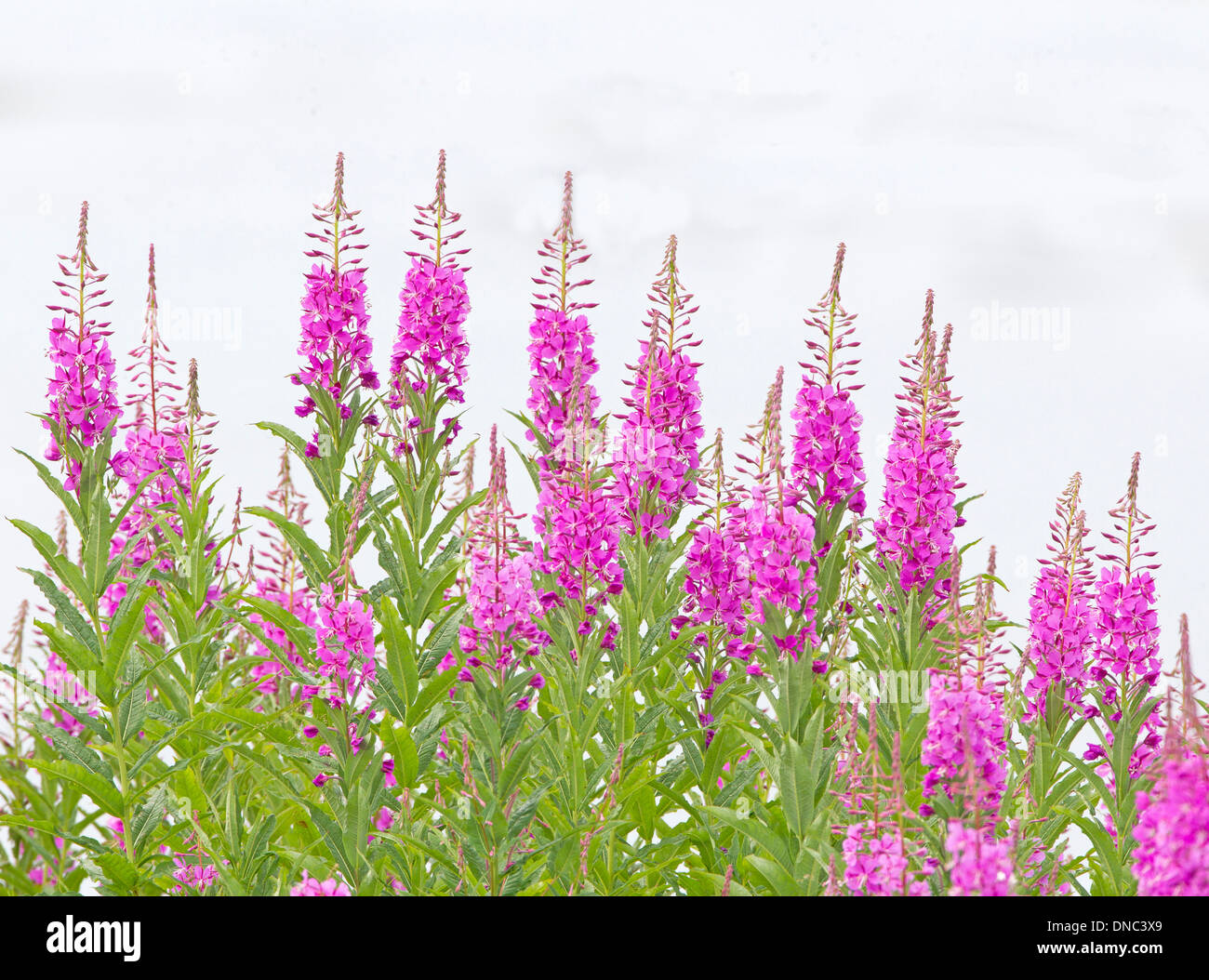 Alaska Fireweed Foto Stock