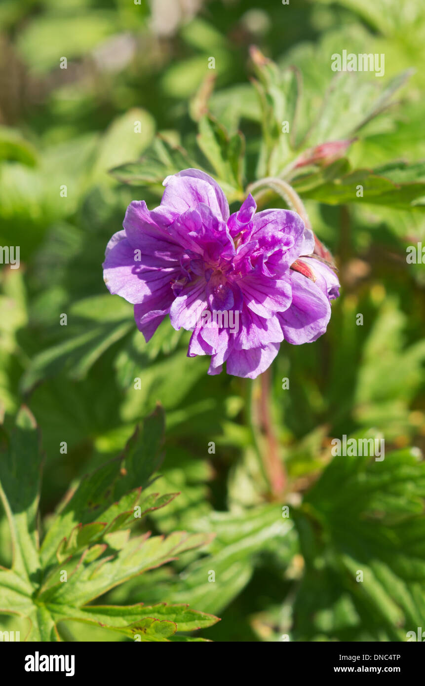 Geranium himalayense Plenum Foto Stock