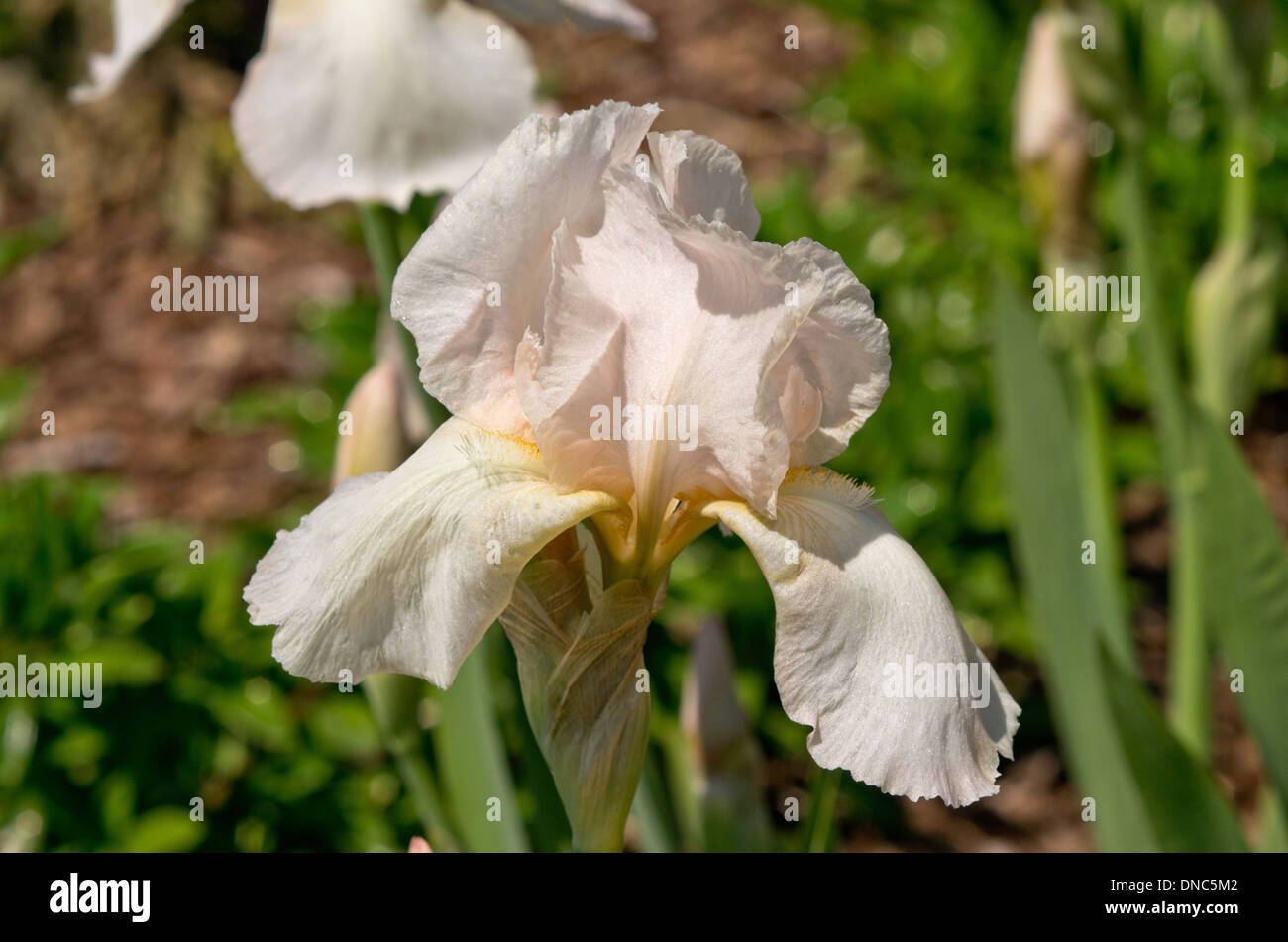 Iris alba di perla Foto Stock