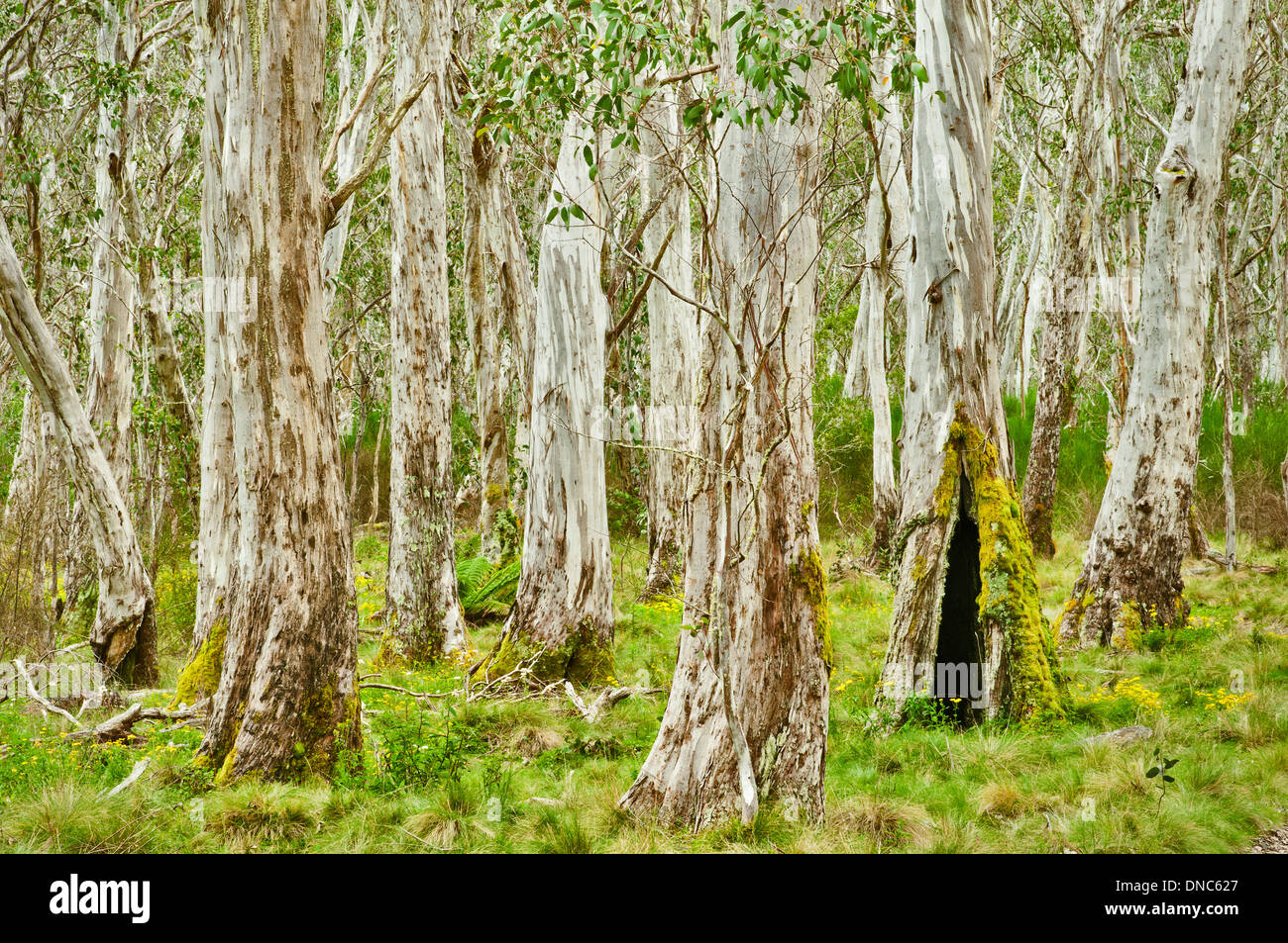 Antico albero di eucalipto foresta. Foto Stock