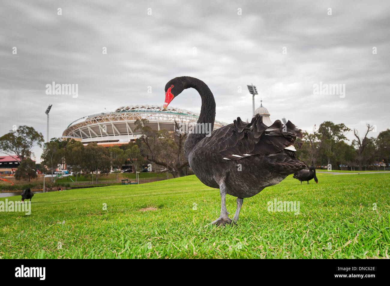 Black Swans sul prato di Adelaide's Elder Park. Foto Stock