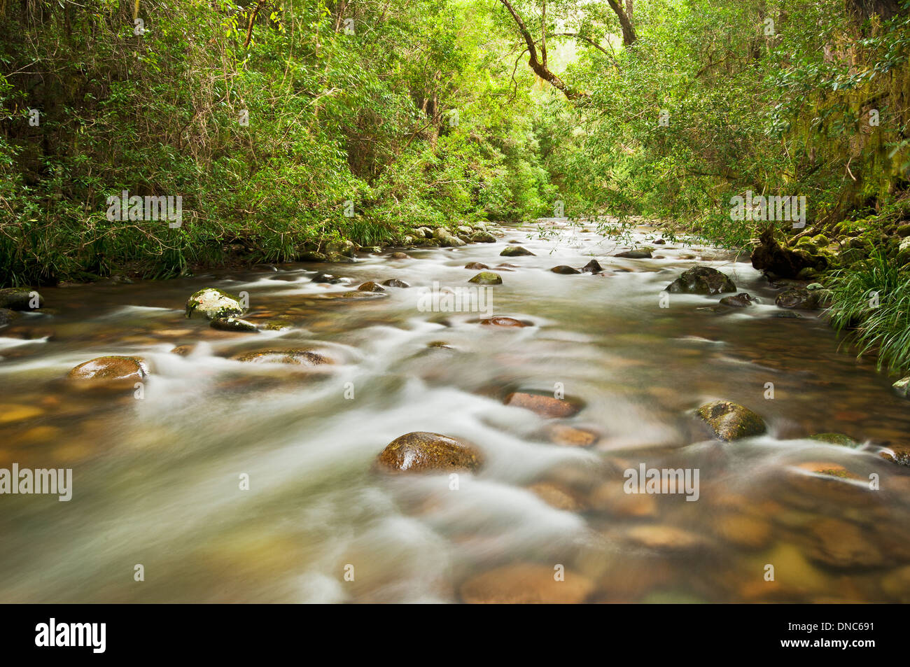 Gloucester fiume che scorre attraverso la foresta pluviale di Gondwana. Foto Stock