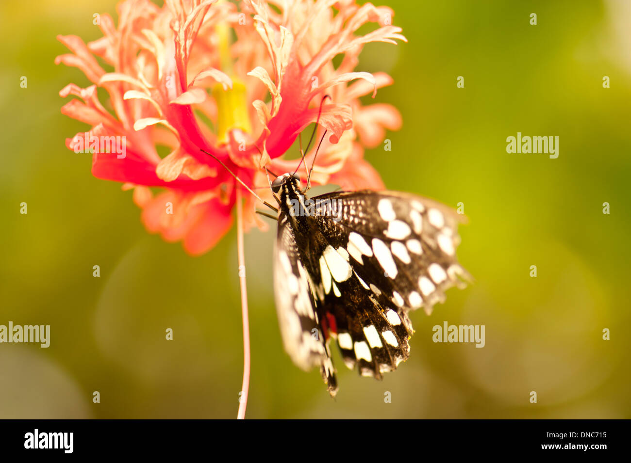 A coda di rondine a scacchi Butterfly (Papilio demoleus) tenendo il nettare dal fiore al tropical butterfly house Sheffield Foto Stock