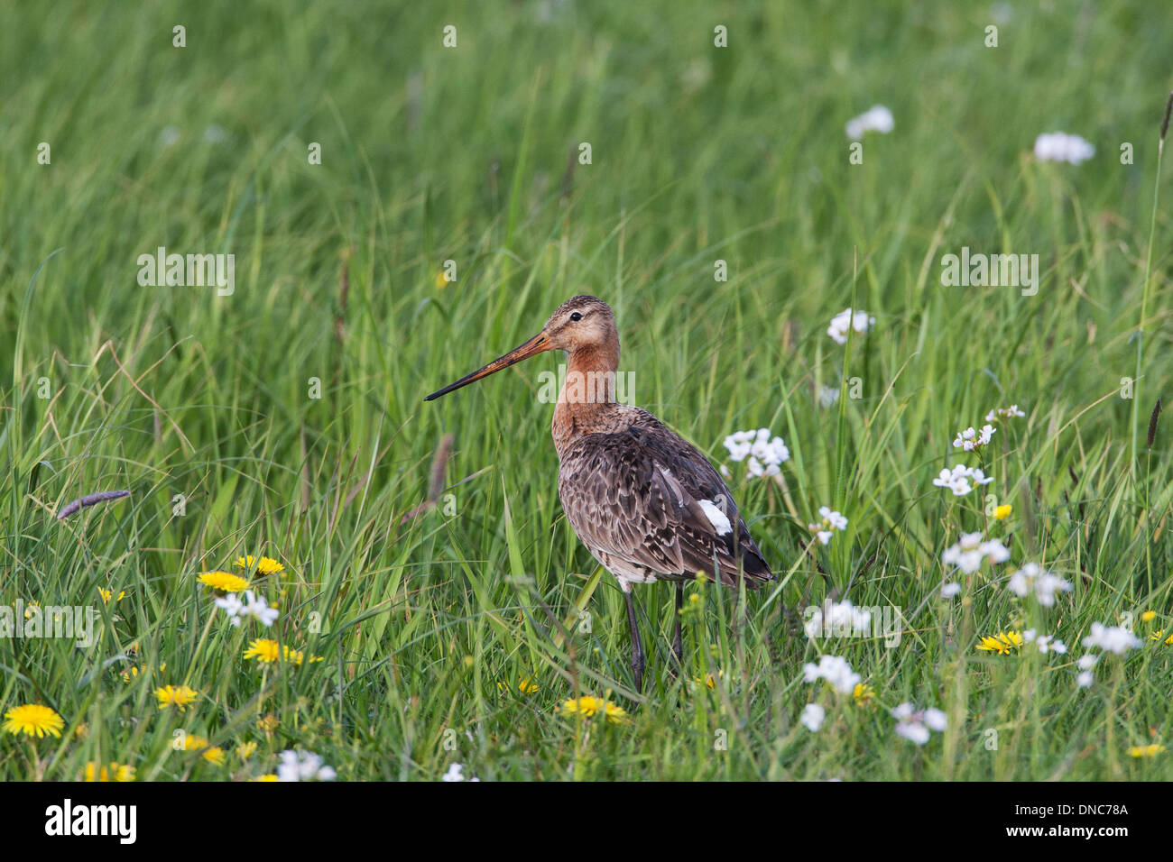 Nero-tailed Godwit Limosa limosa, estate adulto, Shetland, Scotland, Regno Unito Foto Stock