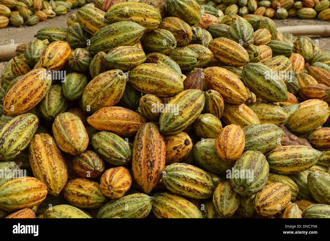 Baccelli di cacao Foto Stock