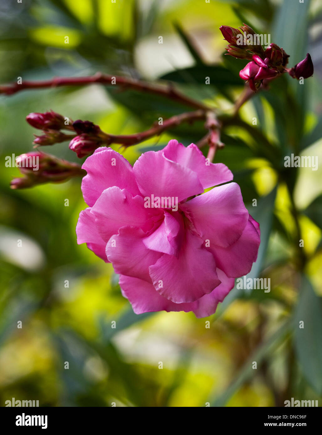 Rosa Nerium oleander Foto Stock