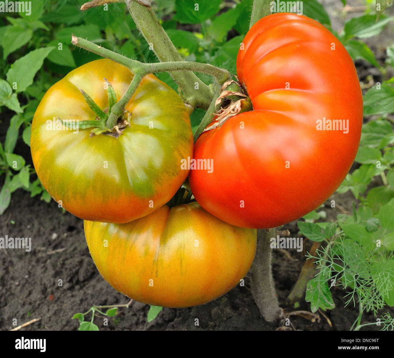 Mature big red pomodoro e due pronti per essere pronto Foto Stock