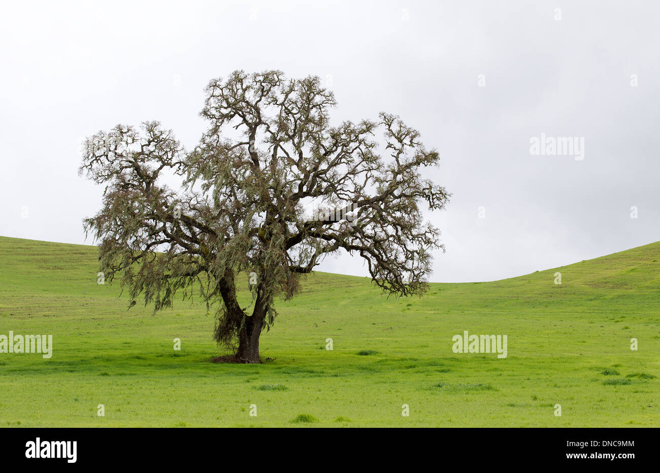 Lone California Oak Tree Foto Stock