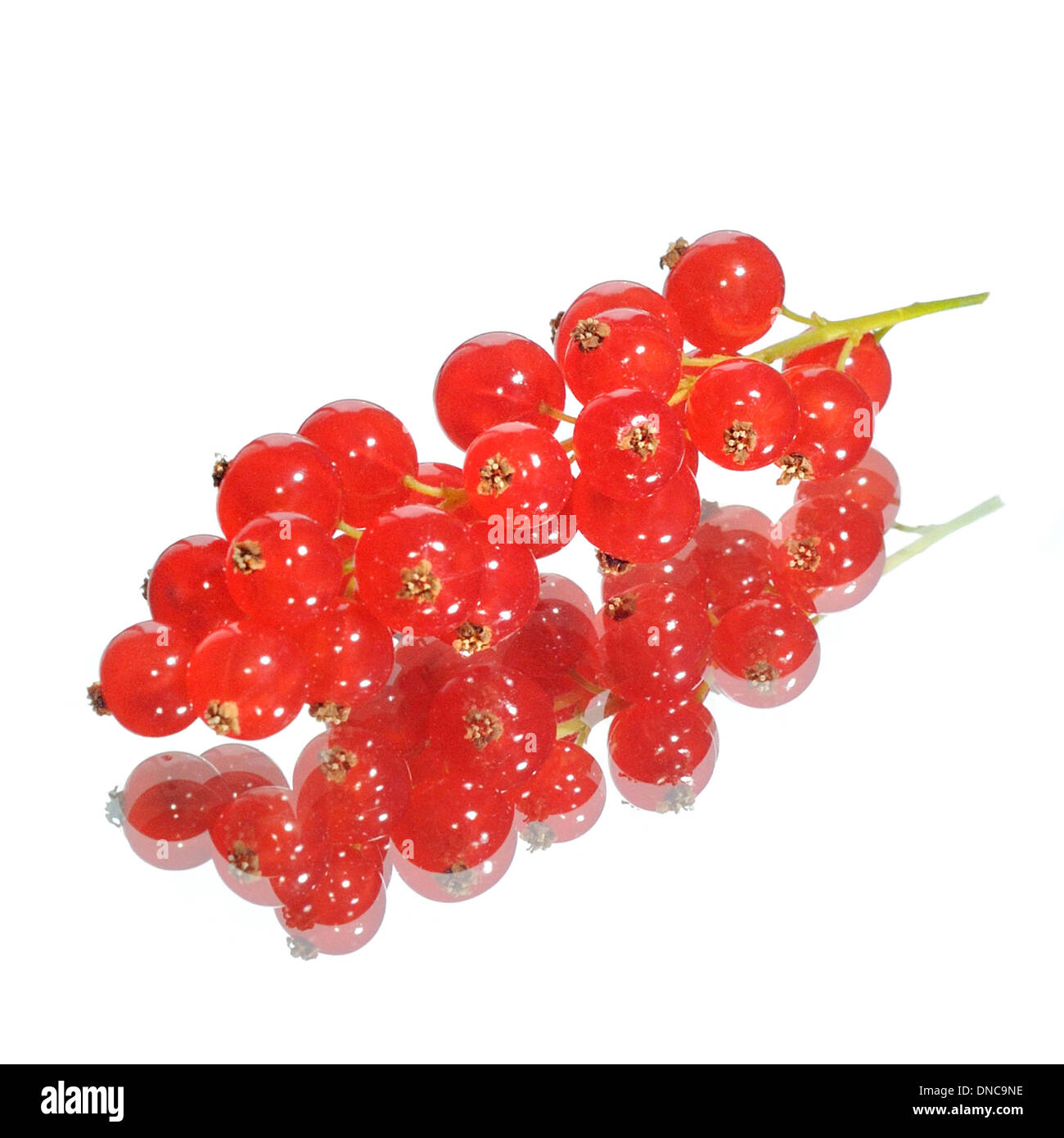 Ribes rosso frutto sfondo bianco specchio. healt benefici. ribes rubrum Foto Stock