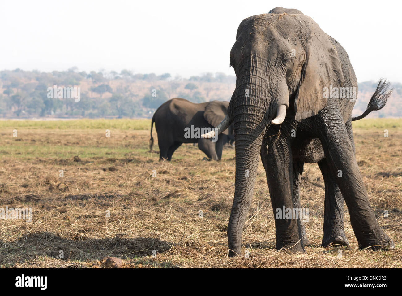 Vista frontale di elefanti nel Parco Nazionale Chobe Foto Stock