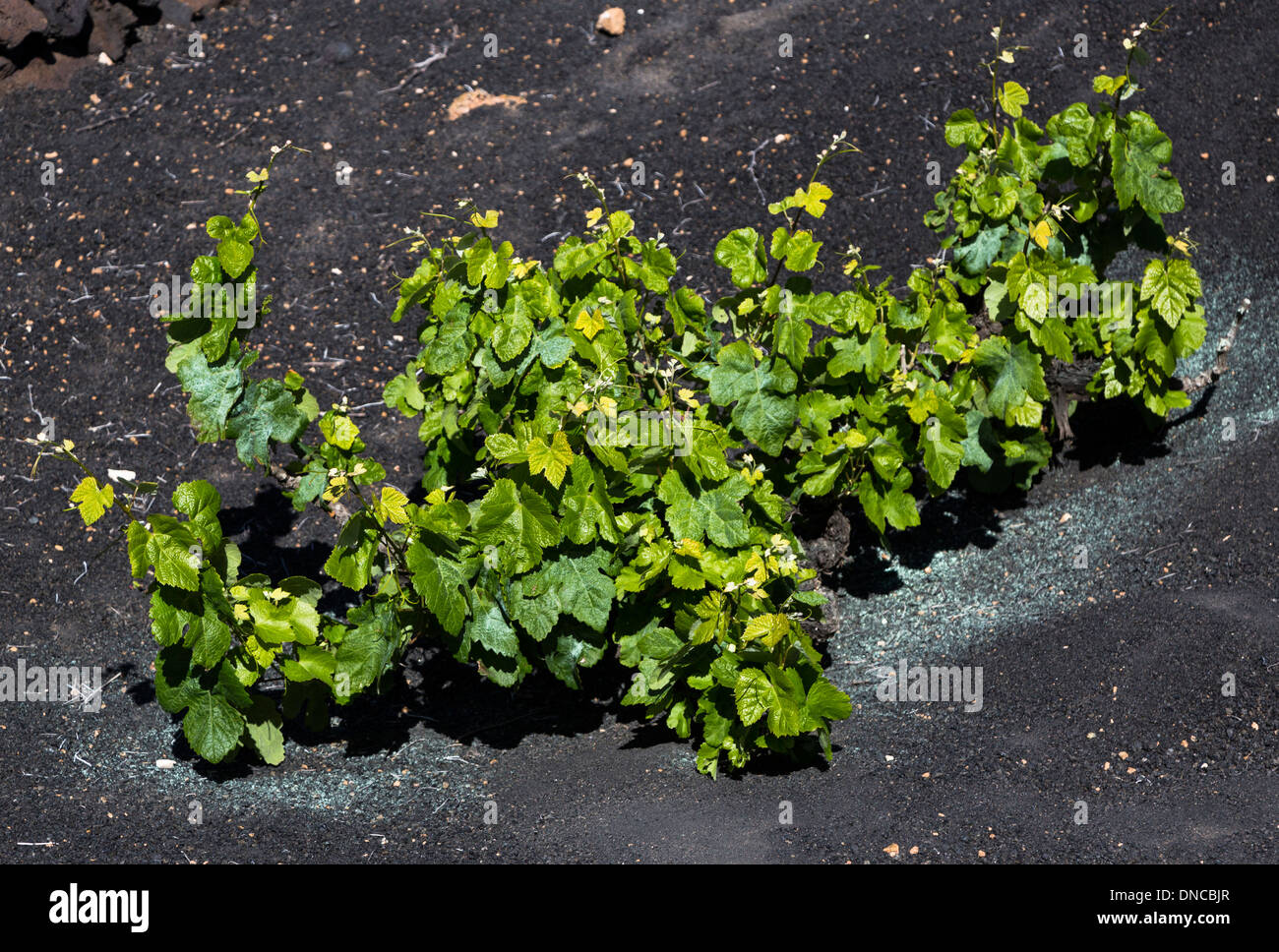 Viticoltura su suolo vulcanico, Lanzarote, Isole Canarie, Spagna Foto Stock