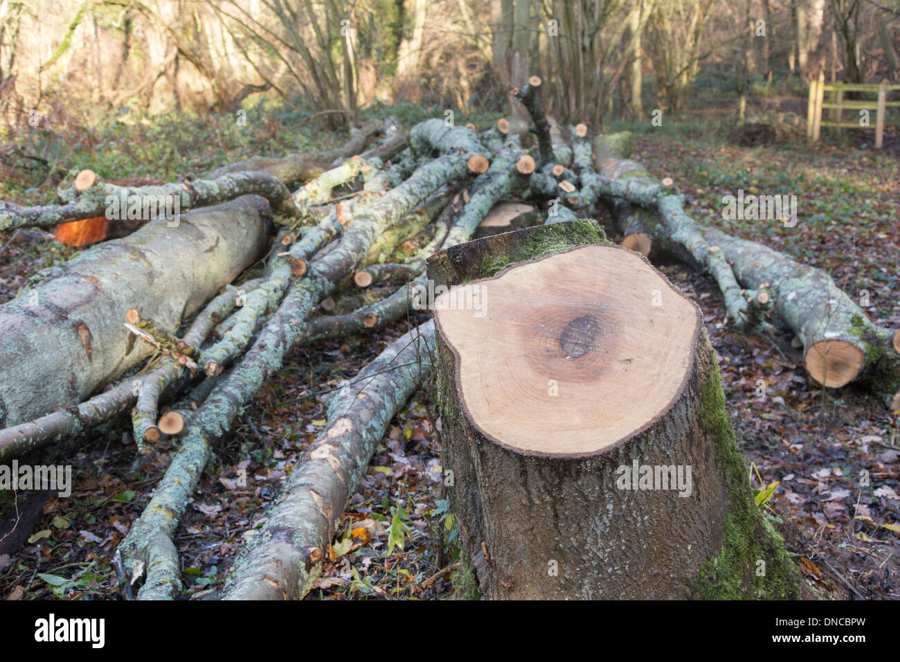 Ceneri alberi abbattuti dopo essere stato infettato da deperimento delle ceneri 'Chalara fraxinea' in un bosco britannica, Worcestershire, England, Regno Unito Foto Stock