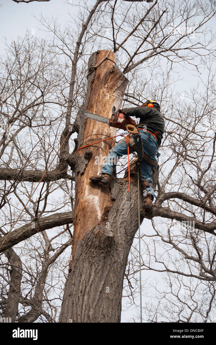 Un aborista urbano professionale e chirurgo dell'albero è assicurato su un albero per usare una motosega per rimuovere un grande albero malato di quercia nel cortile di Toronto Ontario Foto Stock