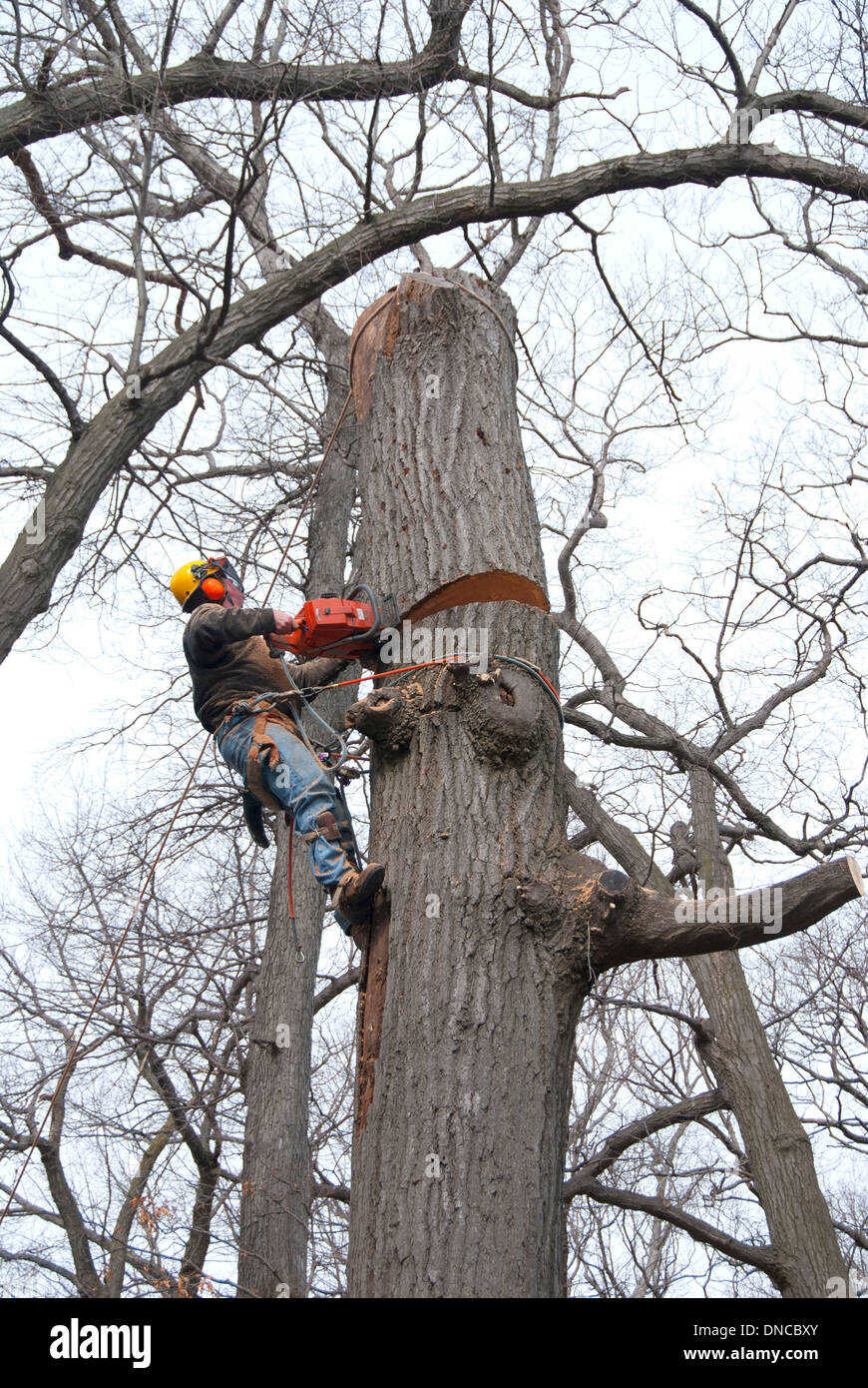 Un aborista urbano professionale e chirurgo dell'albero è assicurato su un albero per usare una motosega per rimuovere un grande albero malato di quercia nel cortile di Toronto Ontario Foto Stock