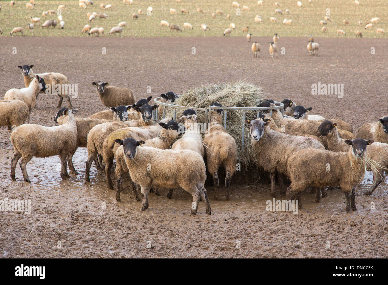 Pecore sul terreno saturo dopo forti piogge, il Costwolds, Gloucestershire, England, Regno Unito Foto Stock