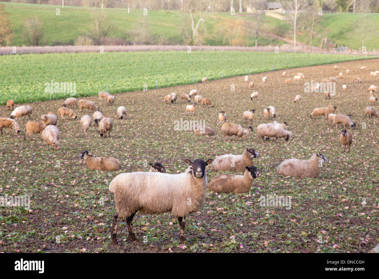 Pecore sul terreno saturo dopo forti piogge, il Costwolds, Gloucestershire, England, Regno Unito Foto Stock