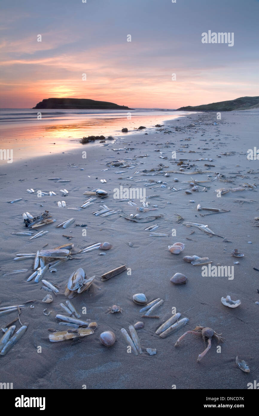 I detriti di granchi, cannolicchi e conchiglie lavato fino sulla spiaggia da Burry Isoloni a Rhossili Bay al tramonto. Foto Stock