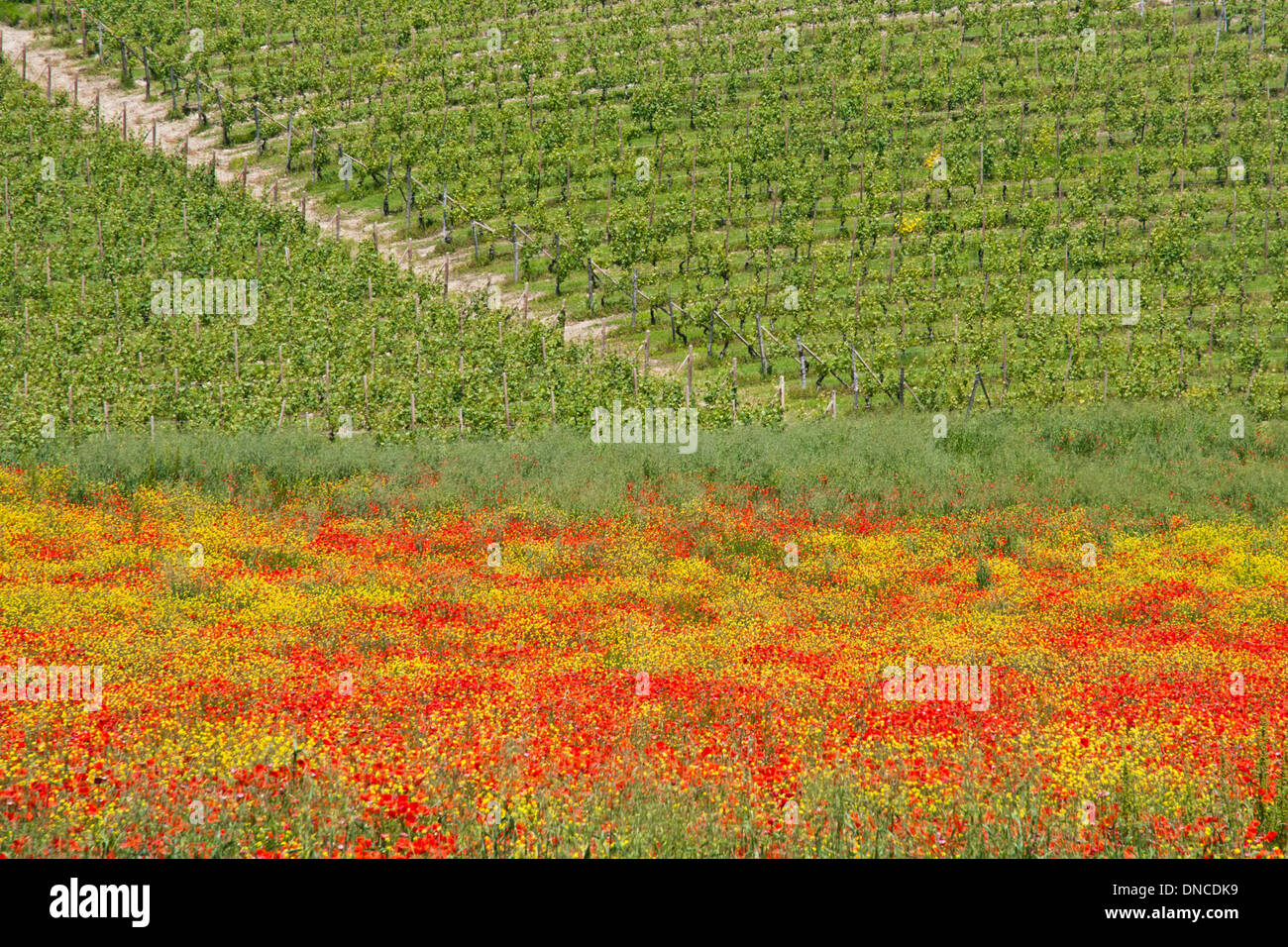 Vigneti e campi di papavero nelle Langhe, Piemonte (Piemonte) Italia Italy Foto Stock