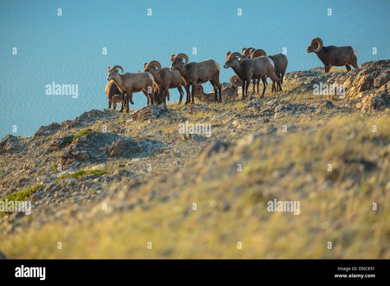 Un branco di pecore Bighorn Rams raccogliere sulla cima di una collina nel Parco Nazionale di Jasper in Montagne Rocciose. La visualizzazione della fauna selvatica al Lago di Jasper Foto Stock