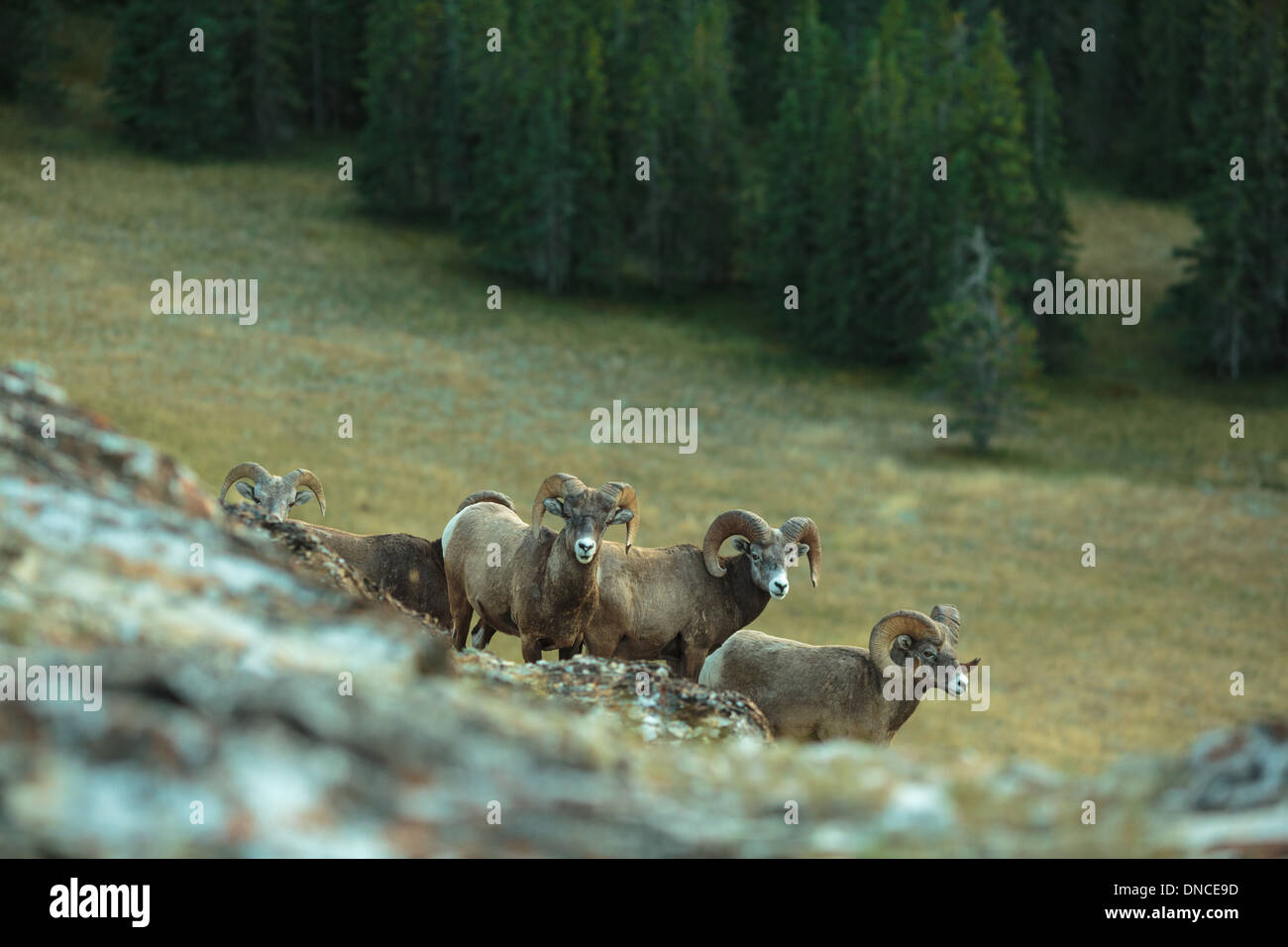 Un branco di pecore Bighorn Rams raccogliere sulla cima di una collina nel Parco Nazionale di Jasper in Montagne Rocciose. La visualizzazione della fauna selvatica al Lago di Jasper Foto Stock