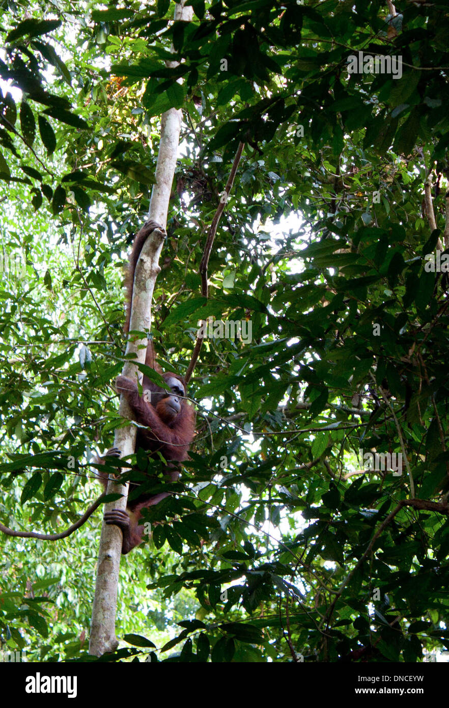 Lahad Datu, Malaysia. 29 ott 2013. Un Orango Tango si arrampica su un albero nella stazione orangutan in Sandakan nella giungla del Borneo vicino a Lahad Datu, Malaysia, 29 ottobre 2013. La fauna selvatica sulla il malese isola del Borneo è famosa per le sue specie rare. Alcuni si trovano solo sul sud est asiatico isola. Foto: Giovanni Grafilo/dpa/Alamy Live News Foto Stock