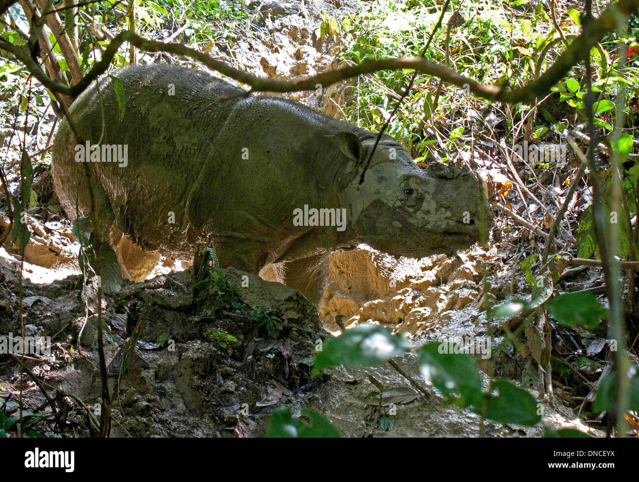 Lahad Datu, Malaysia. 29 ott 2013. Un Rinoceronte di Sumatra si erge nel rhinocerous stazione di protezione Tabin nella giungla del Borneo vicino a Lahad Datu, Malaysia, 29 ottobre 2013. La fauna selvatica sulla il malese isola del Borneo è famosa per le sue specie rare. Alcuni si trovano solo sul sud est asiatico isola. Foto: Giovanni Grafilo/dpa/Alamy Live News Foto Stock