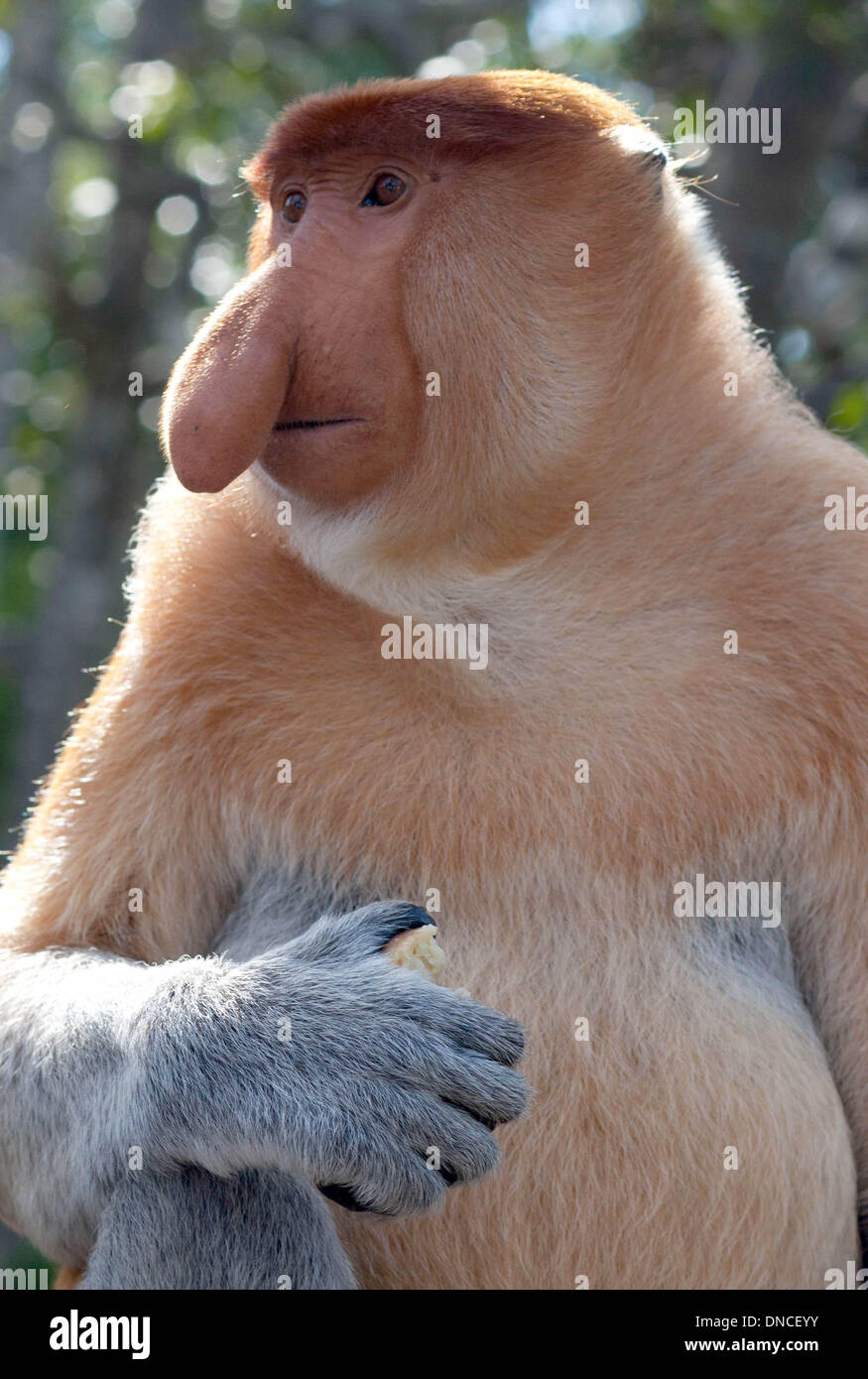 Lahad Datu, Malaysia. 29 ott 2013. Proboscide di scimmia (Nasalis larvatus) si siede nella giungla del Borneo vicino a Lahad Datu, Malaysia, 29 ottobre 2013. La fauna selvatica sulla il malese isola del Borneo è famosa per le sue specie rare. Alcuni si trovano solo sul sud est asiatico isola. Foto: Giovanni Grafilo/dpa/Alamy Live News Foto Stock
