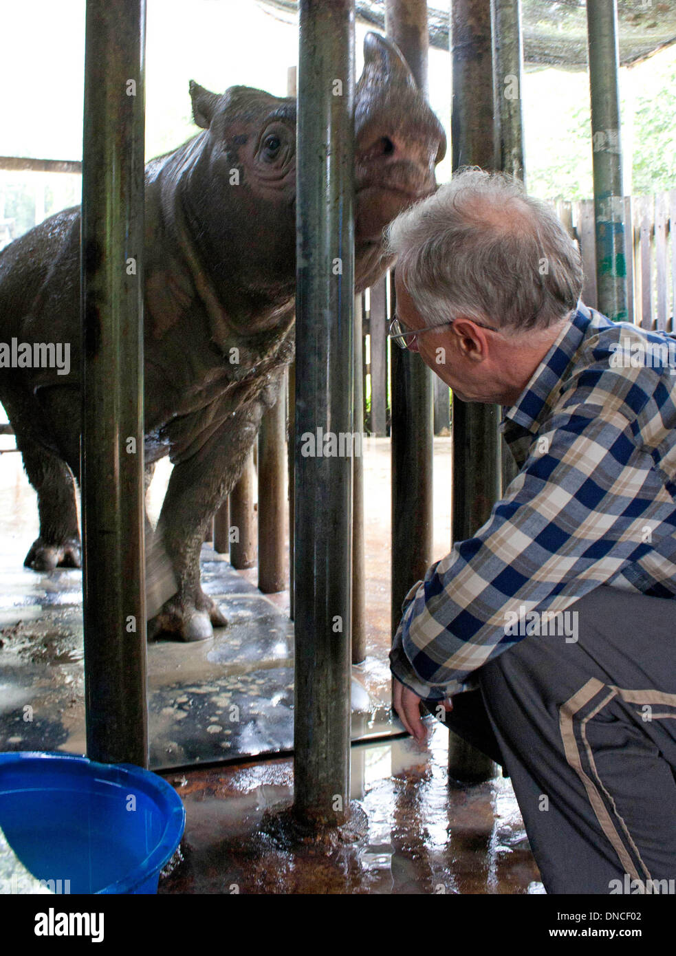 Lahad Datu, Malaysia. 29 ott 2013. Un Rinoceronte di Sumatra si erge nel rhinocerous stazione di protezione Tabin nella giungla del Borneo vicino a Lahad Datu, Malaysia, 29 ottobre 2013. La fauna selvatica sulla il malese isola del Borneo è famosa per le sue specie rare. Alcuni si trovano solo sul sud est asiatico isola. Foto: Giovanni Grafilo/dpa/Alamy Live News Foto Stock