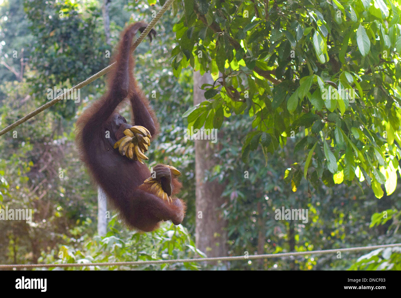Lahad Datu, Malaysia. 29 ott 2013. Un Orango Tango è appeso a una fune con una banana nella sua bocca nella stazione orangutan in Sandakan nella giungla del Borneo vicino a Lahad Datu, Malaysia, 29 ottobre 2013. La fauna selvatica sulla il malese isola del Borneo è famosa per le sue specie rare. Alcuni si trovano solo sul sud est asiatico isola. Foto: Giovanni Grafilo/dpa/Alamy Live News Foto Stock