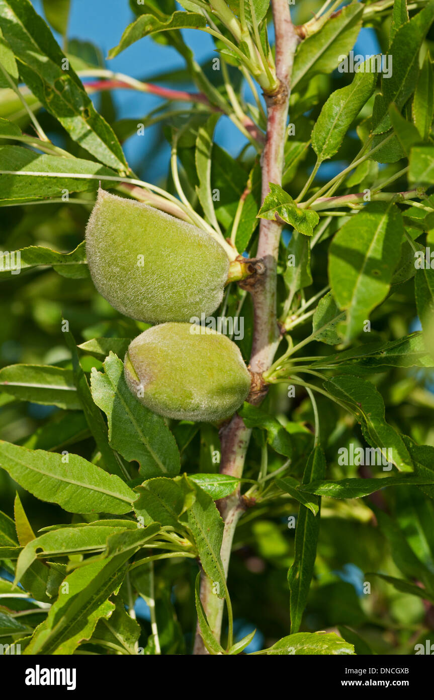 Giovani frutti immaturi di un mandorlo (Prunus dulcis syn. Prunus amygdalus) Foto Stock